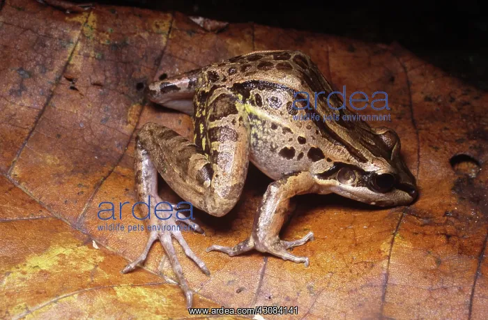 : Bolivian White-Lipped Frog : Bolivian White-Lipped Frog