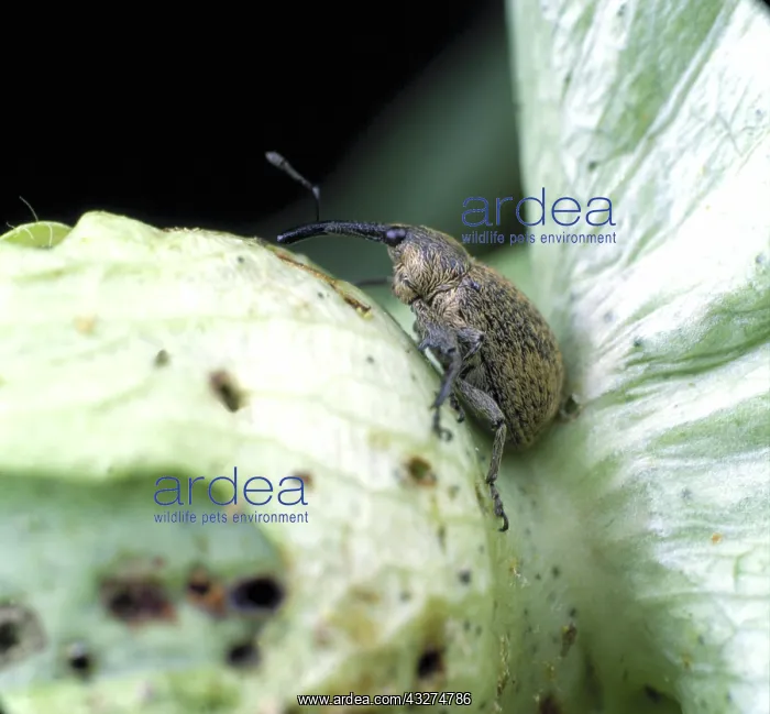 : Boll weevil : Boll weevil