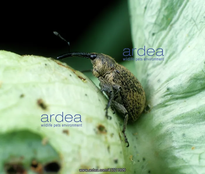 : Boll weevil : Boll weevil
