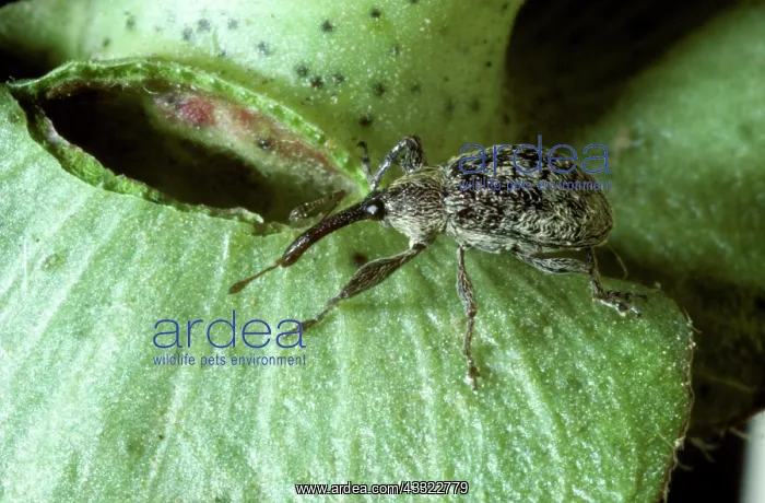 : Boll weevil : Boll weevil