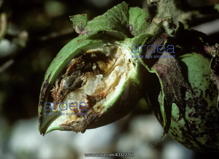 : Boll weevil damage : Boll weevil damage