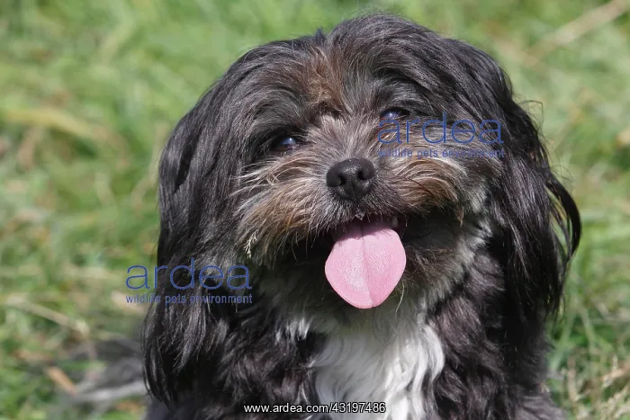 : Bolognese Color mixed-breed, female, 3 years, North : Bolognese Color mixed-breed, female, 3 years, North