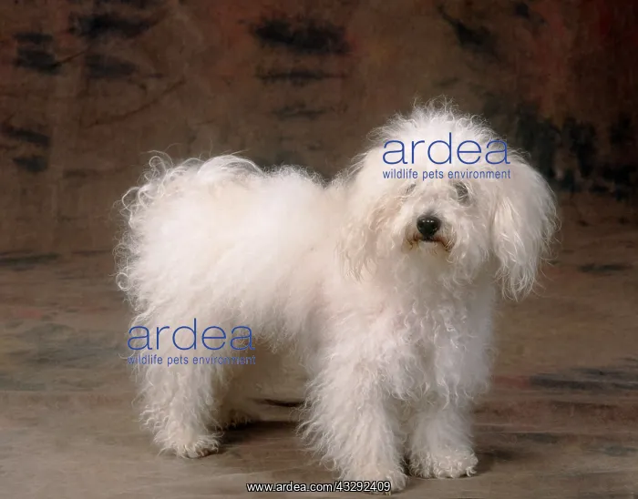 : Bolognese DOG - in studio : Bolognese DOG - in studio