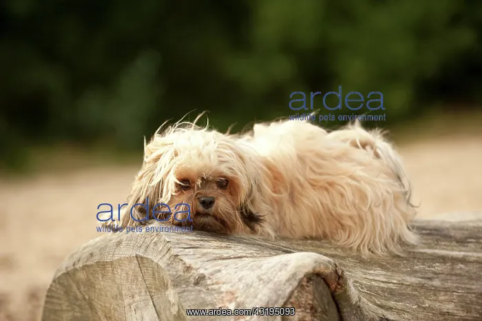 : Bolonka Zwetna or Coloured Lapdog lying on a tree : Bolonka Zwetna or Coloured Lapdog lying on a tree