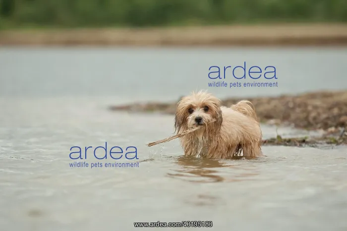 : Bolonka Zwetna or Coloured Lapdog retrieving a stick : Bolonka Zwetna or Coloured Lapdog retrieving a stick
