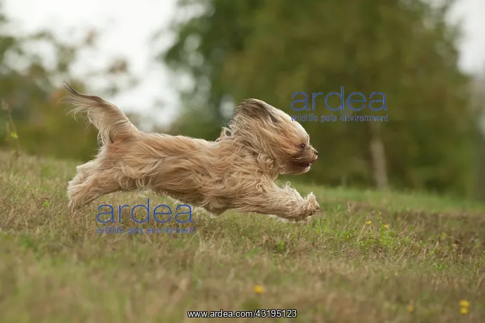 : Bolonka Zwetna or Coloured Lapdog running across : Bolonka Zwetna or Coloured Lapdog running across