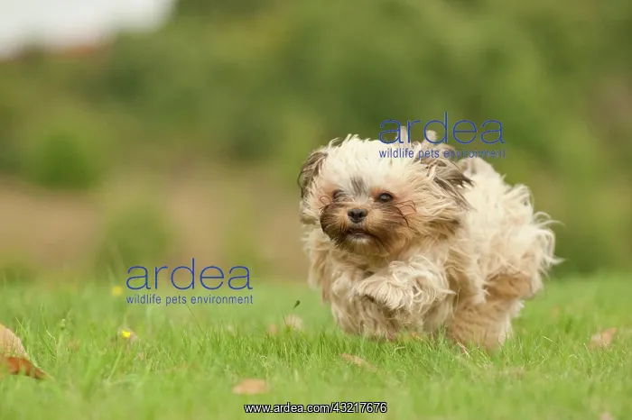 : Bolonka Zwetna or Coloured Lapdog running across : Bolonka Zwetna or Coloured Lapdog running across
