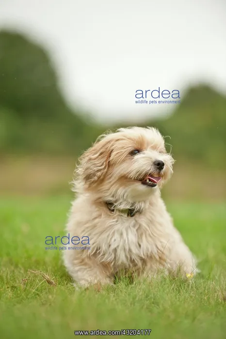 : Bolonka Zwetna or Coloured Lapdog sitting in a meadow : Bolonka Zwetna or Coloured Lapdog sitting in a meadow