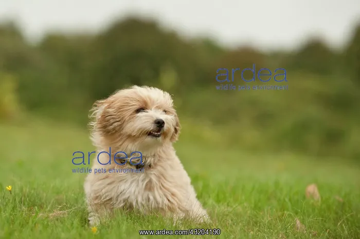 : Bolonka Zwetna or Coloured Lapdog sitting in a meadow : Bolonka Zwetna or Coloured Lapdog sitting in a meadow