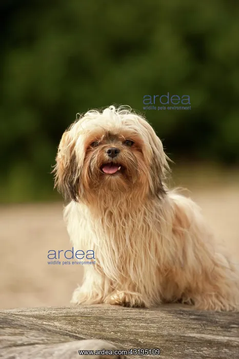 : Bolonka Zwetna or Coloured Lapdog sitting on a tree : Bolonka Zwetna or Coloured Lapdog sitting on a tree