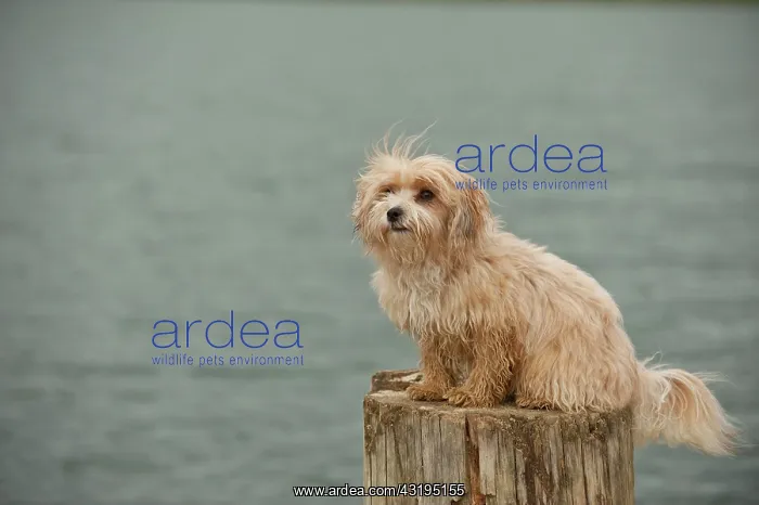 : Bolonka Zwetna or Coloured Lapdog sitting on a tree : Bolonka Zwetna or Coloured Lapdog sitting on a tree