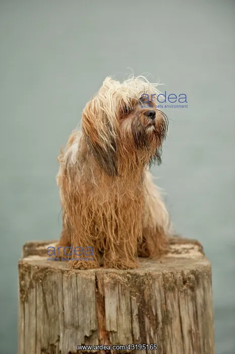 : Bolonka Zwetna or Coloured Lapdog sitting on a tree : Bolonka Zwetna or Coloured Lapdog sitting on a tree