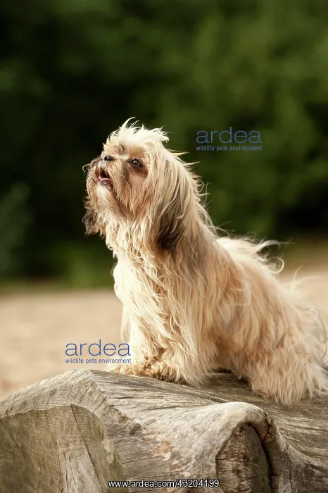 : Bolonka Zwetna or Coloured Lapdog sitting on a tree : Bolonka Zwetna or Coloured Lapdog sitting on a tree