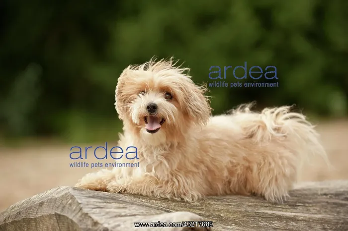 : Bolonka Zwetna or Coloured Lapdog sitting on a tree : Bolonka Zwetna or Coloured Lapdog sitting on a tree