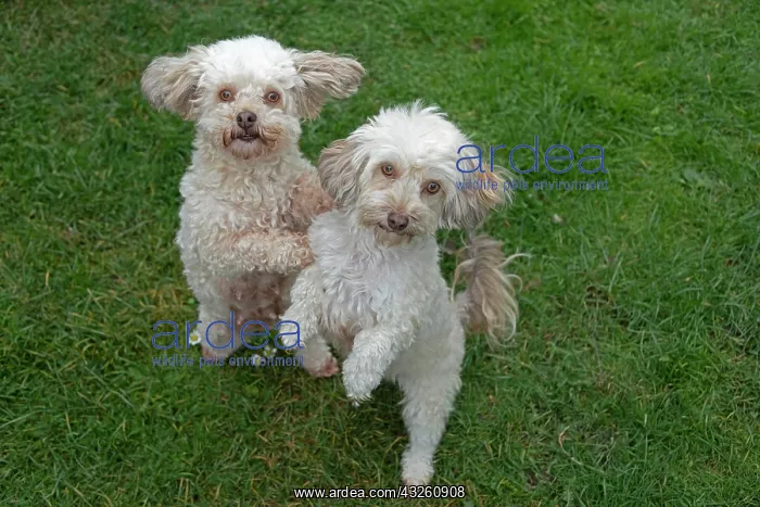 : Two Bolonka Zwetna dogs sit up and beg, Germany : Two Bolonka Zwetna dogs sit up and beg, Germany