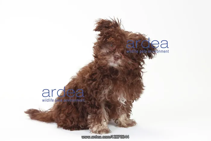 : Bolonka Zwetna, puppy, 3 months, sitting : Bolonka Zwetna, puppy, 3 months, sitting