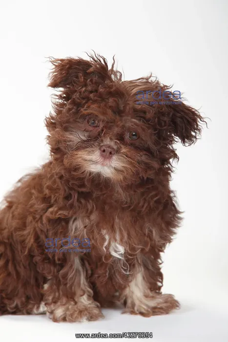 : Bolonka Zwetna, puppy, 3 months, sitting, animal : Bolonka Zwetna, puppy, 3 months, sitting, animal