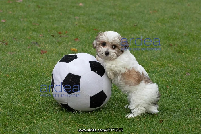 : Bolonka Zwetna puppy playing with fabric ball, Germany : Bolonka Zwetna puppy playing with fabric ball, Germany