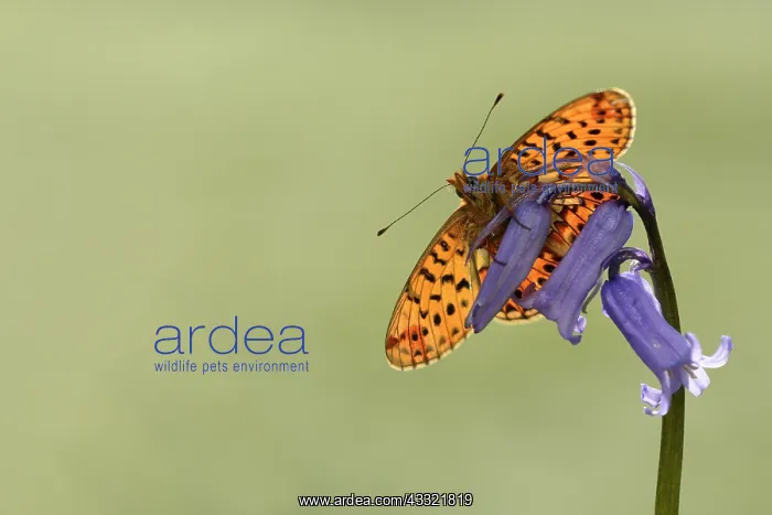: Boloria euphrosyne : Boloria euphrosyne