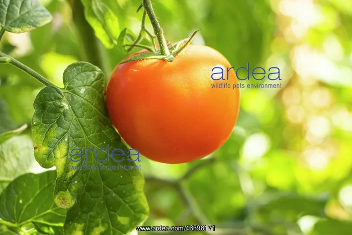 : Bolstar Granda Tomato : Bolstar Granda Tomato