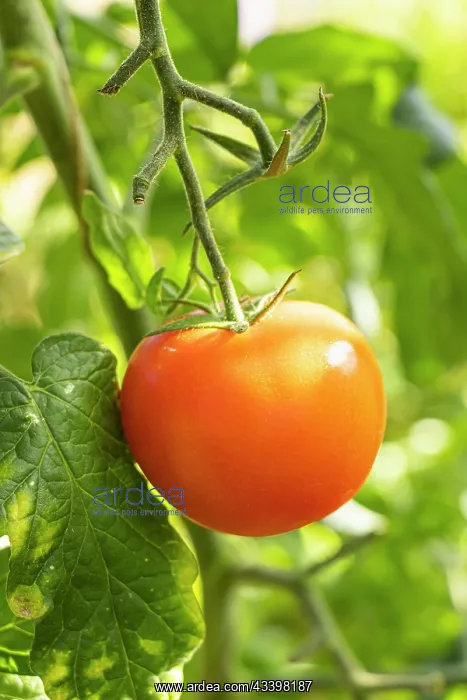 : Bolstar Granda Tomato : Bolstar Granda Tomato