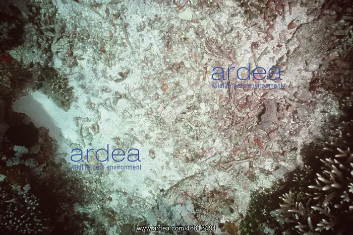 : Bomb crater in CORAL reef caused by dynamite fishing : Bomb crater in CORAL reef caused by dynamite fishing