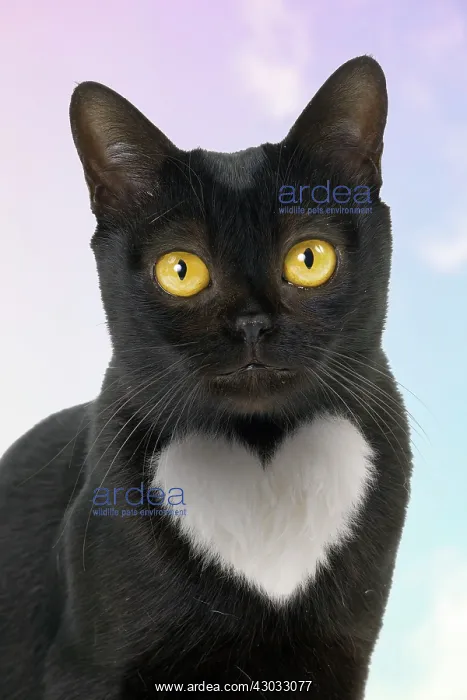 : Bombay Cat with heart shaped white patch : Bombay Cat with heart shaped white patch