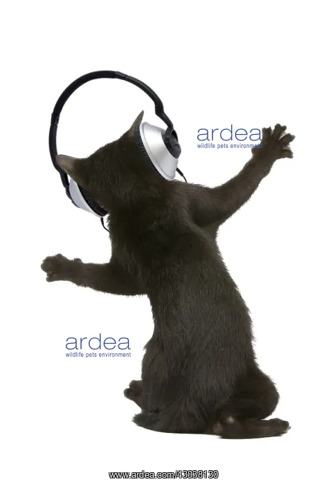 : Bombay Cat, Kitten dancing wearing headphones : Bombay Cat, Kitten dancing wearing headphones