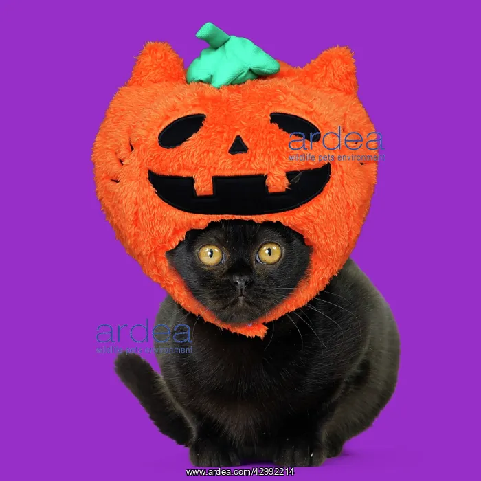 : Bombay Cat, wearing Halloween pumpkin hat : Bombay Cat, wearing Halloween pumpkin hat