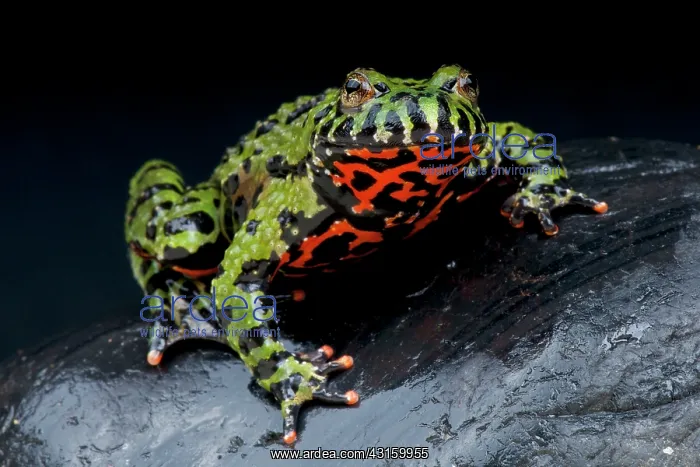 : Bombina orientalis Bombina : Bombina orientalis Bombina