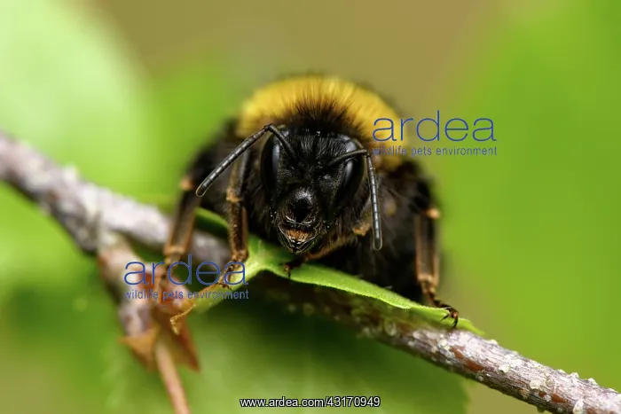 : Bombus sp. Bumble Bee (Bombus sp) resting on a twig, England, Lincolnshire : Bombus sp. Bumble Bee (Bombus sp) resting on a twig, England, Lincolnshire