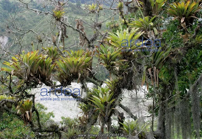 : Bomeliads - Tillandsia fendleri and osneides (looks : Bomeliads - Tillandsia fendleri and osneides (looks