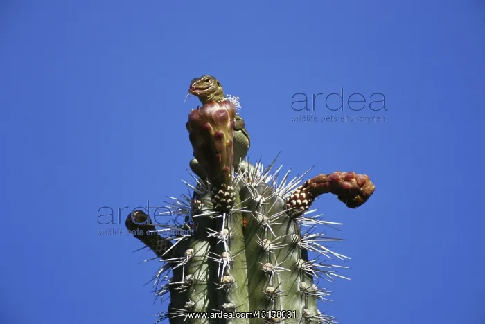 : Bonairean Whiptail Lizard : Bonairean Whiptail Lizard
