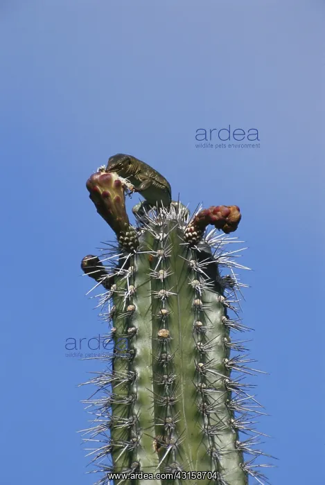 : Bonairean Whiptail Lizard : Bonairean Whiptail Lizard