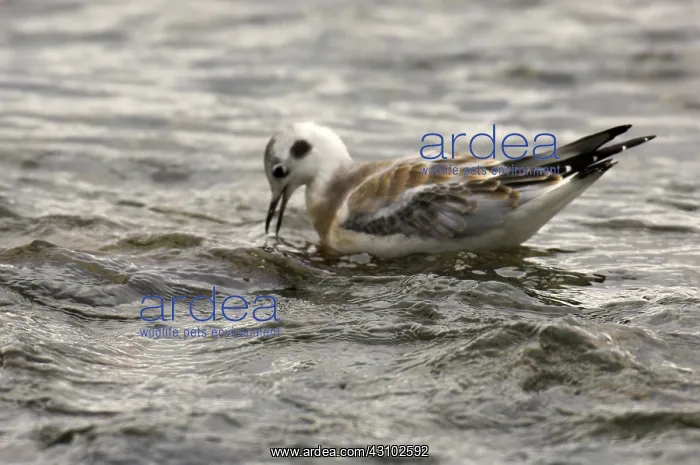 : Bonaparte's Gull : Bonaparte's Gull