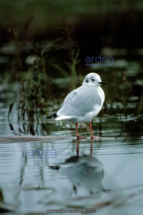 : Bonaparte's Gull - immature : Bonaparte's Gull - immature