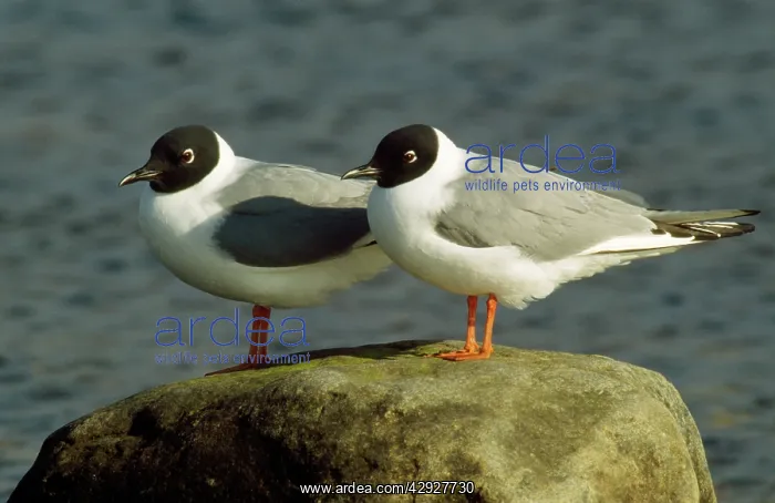 : Bonaparte's Gull - pair : Bonaparte's Gull - pair
