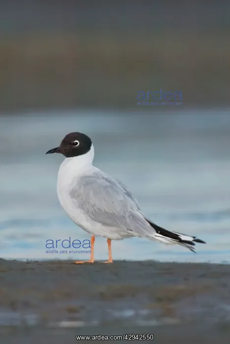 : Bonaparte's Gull - in winter : Bonaparte's Gull - in winter