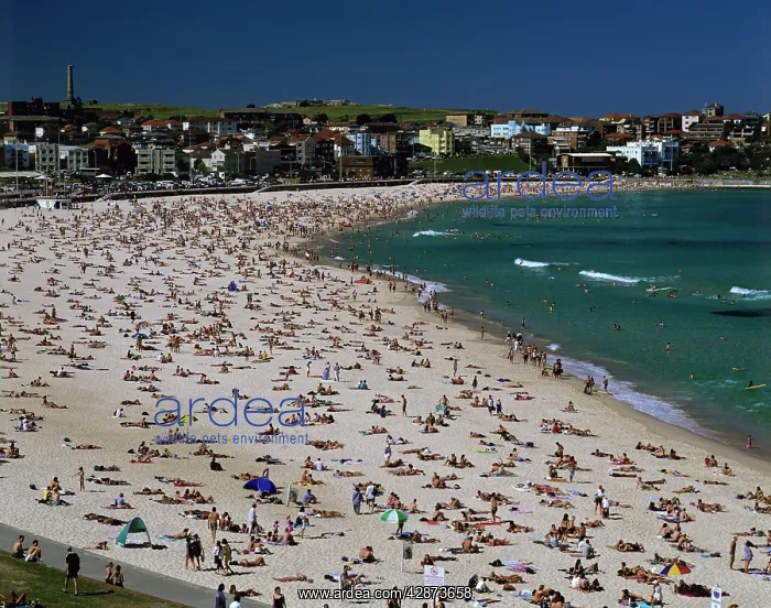 : Bondi Beach Sydney : Bondi Beach Sydney