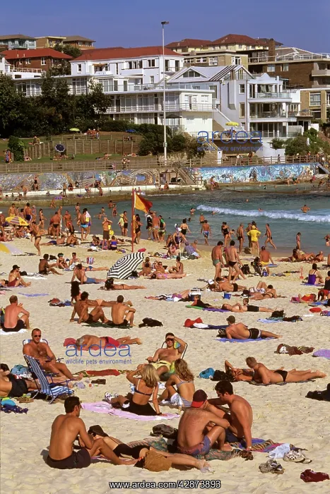 : Bondi Beach Sydney : Bondi Beach Sydney