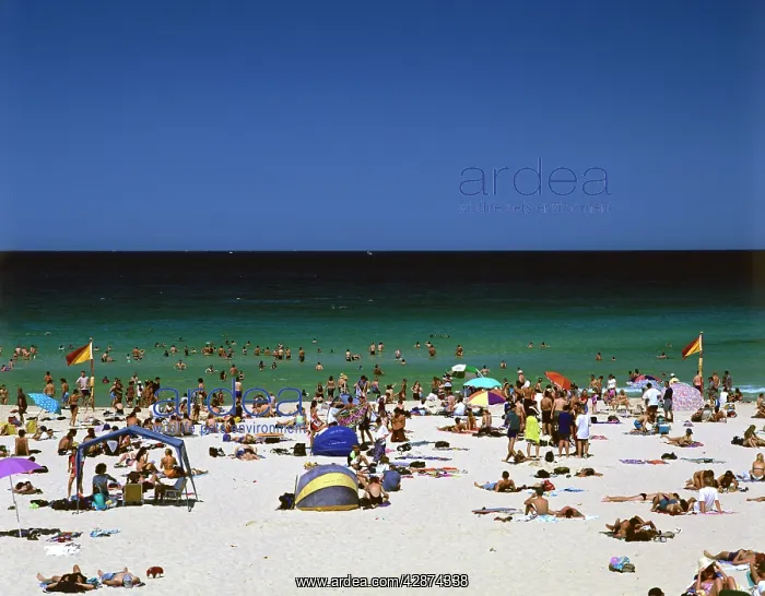 : Bondi Beach Sydney : Bondi Beach Sydney