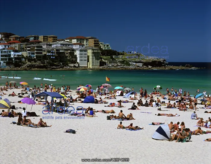 : Bondi Beach Sydney : Bondi Beach Sydney