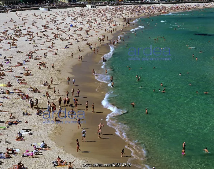 : Bondi Beach Sydney, New South Wales, Australia : Bondi Beach Sydney, New South Wales, Australia