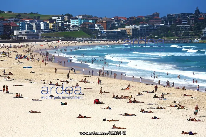 : Bondi Beach, Sydney, New South Wales, Australia : Bondi Beach, Sydney, New South Wales, Australia