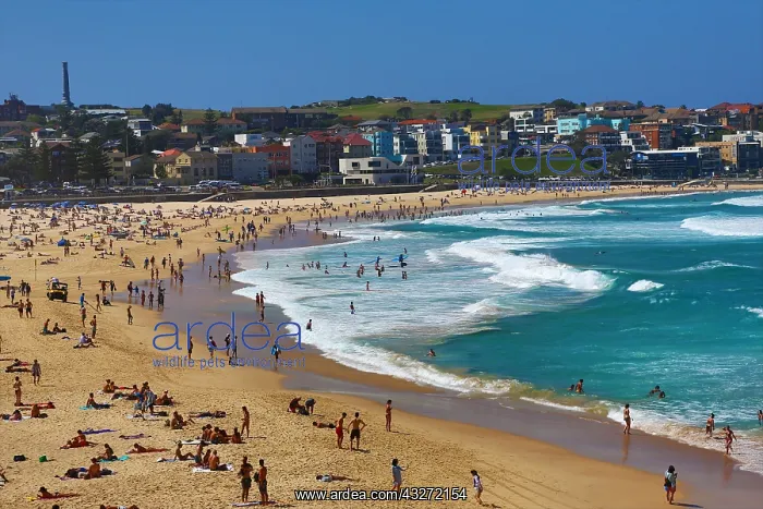 : Bondi Beach, Sydney, New South Wales, Australia : Bondi Beach, Sydney, New South Wales, Australia