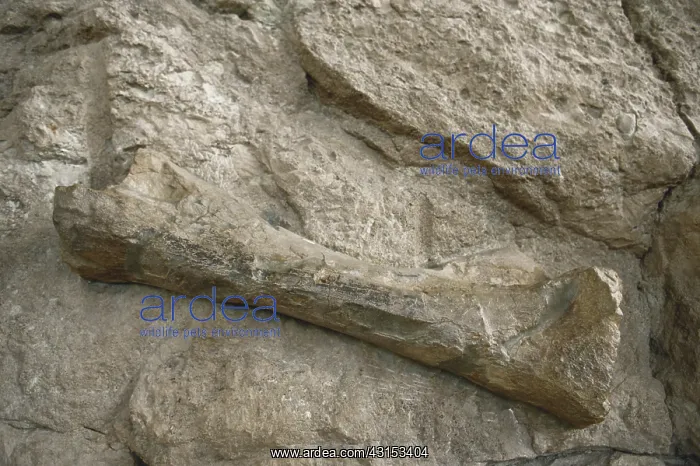 : Bone at Dinosaur National Monument : Bone at Dinosaur National Monument