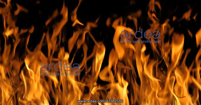 : Bonefire, Fire flames in campfire, campsite at M : Bonefire, Fire flames in campfire, campsite at M
