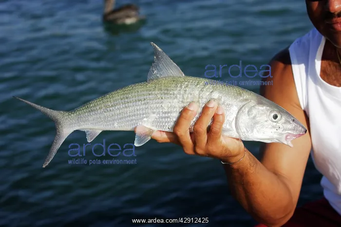 : Bonefish - being held by fisherman : Bonefish - being held by fisherman