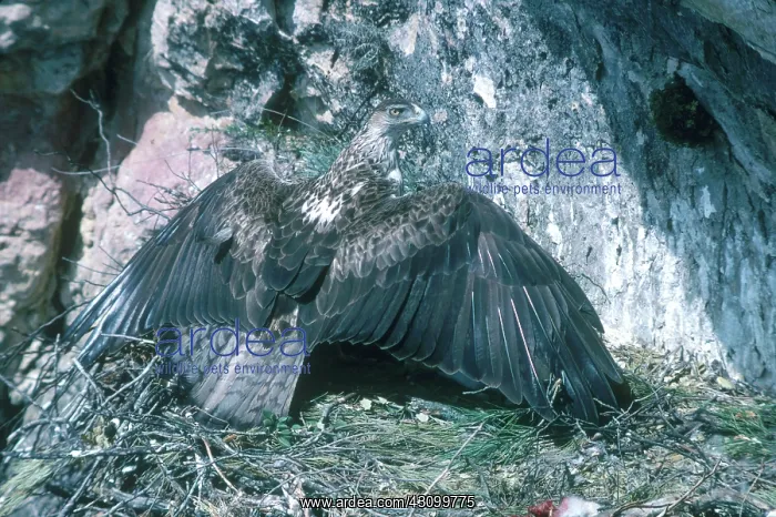 : Bonelli's Eagle : Bonelli's Eagle