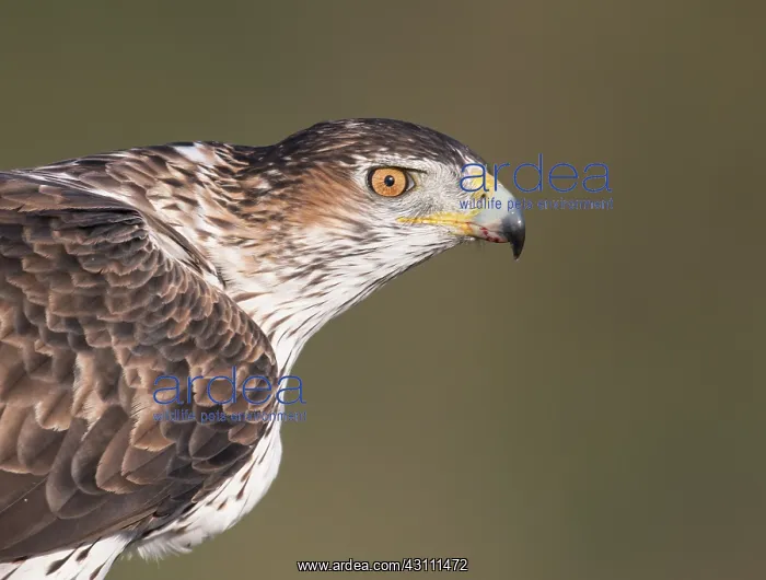 : Bonelli's Eagle : Bonelli's Eagle